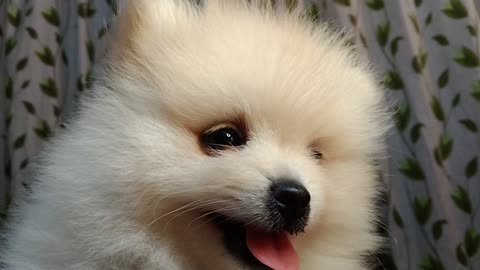 Mini White Pomeranian Cuteness Overload