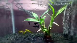 guppy fish - small - cute..