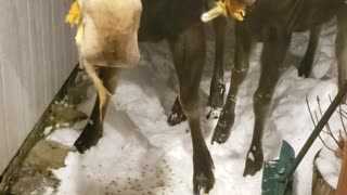 Mom and Baby Moose Snackin' on a Pumpkin