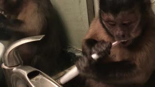 Eli The Pet Monkey Wants Clean Teeth