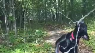 Black dog jumps up and breaks tree branch