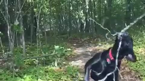 Black dog jumps up and breaks tree branch