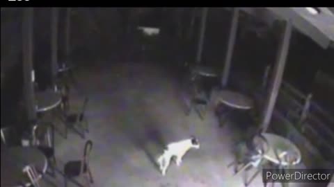 You won't believe why monkeys ki.lled 250 dogs in India Watch the clip from the surveillance cameras