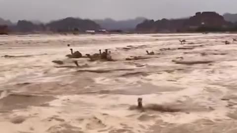 Camels in a desert flood.
