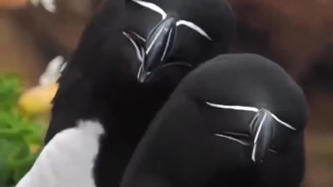 The Mandalorian's totem animal is the auk