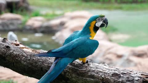 A Blue and Gold Macaw Dancing on a Branch