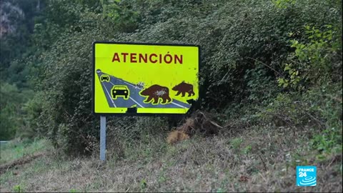 How humans and bears cohabit peacefully in Spain