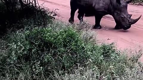 Don’t mess with rhino brothers #shorts #shortvideo #video #virals #videoviral