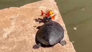 butterfly turtle