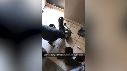 Caught in Camera the Act_ Hilarious Guilty Dogs Reactions