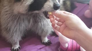 Mom cuts and feeds Raccoon a boiled egg.