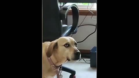 Dog thinks owner is crazy