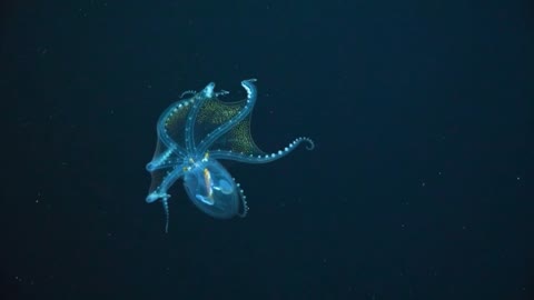 Rare glass octopus with clear body seen swimming near Phoenix Islands in the Pacific Ocean