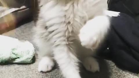 Cute way to play with Cat