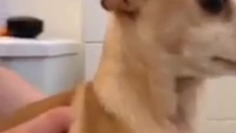 Dog reaction