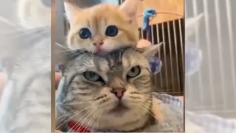 Latest version of the year|Funny Kittys | Interesting pet dogs and cats
