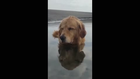 Golden Retriever got sleepy while in the beach!