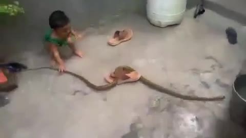 child playing with india cobra