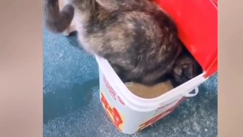 Funniest Cats 😹 - Don't try to hold back Your Laughter 😂