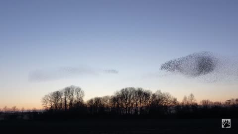 Startling Murmuration - the beauty of such birds fly in large flock