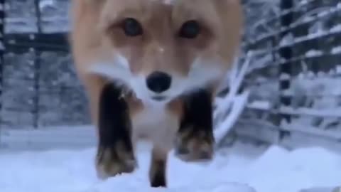 Fox try to catch the camera
