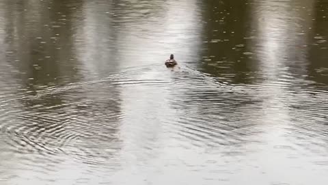 Ducks in a pond with a light winter rain.