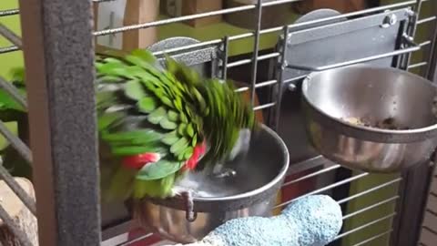 Meet Zazu, the world fastest "dip-yourself-in-the-waterbowl" Hahnmacaw