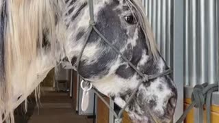 Horse only likes the filling