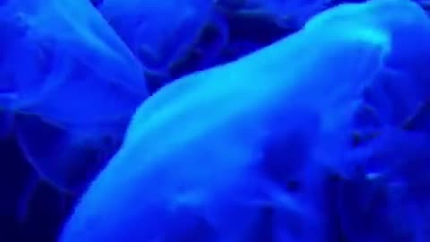 Group Of Very Beautiful Blue Jellyfishes #shorts #shortsvideo #video #viral