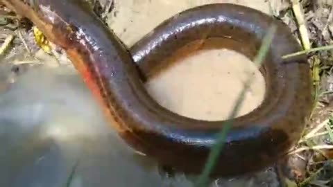 ELECTRIC EEL