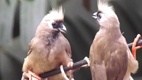 Cute love birds on tree