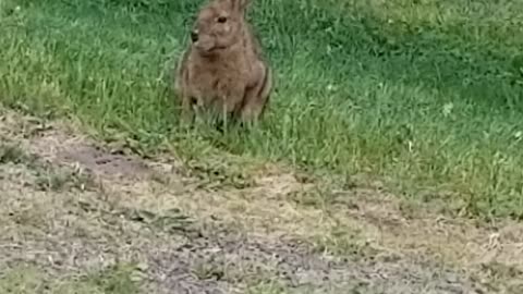 Rabbit eating