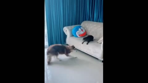Dog and cat funny videos comedy
