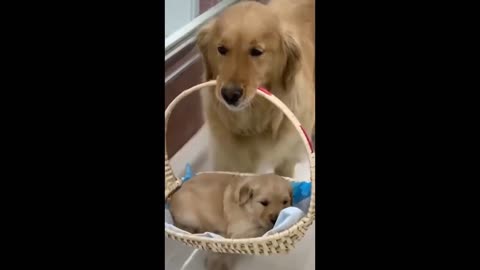 Cute Pets And Funny Animals Compilation - Top Pets Videos