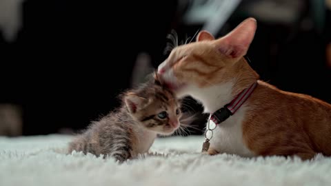 Mother cats protecting their Baby kittens