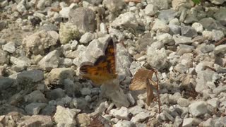 213 Toussaint Wildlife - Oak Harbor Ohio - Pearl Crescent