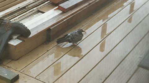 Scared Lonely Bird Drinking Water