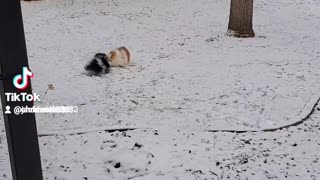 Niko and Desi in the snow