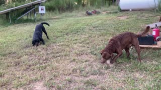 Dogs Hilariously Go Nuts To Play With Giant Rocks