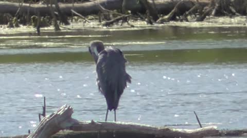 362 Toussaint Wildlife - Oak Harbor Ohio - Just Passing By