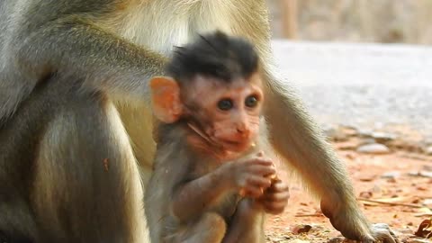 Funny Animals, monkey happy with mom#20#Love animals.