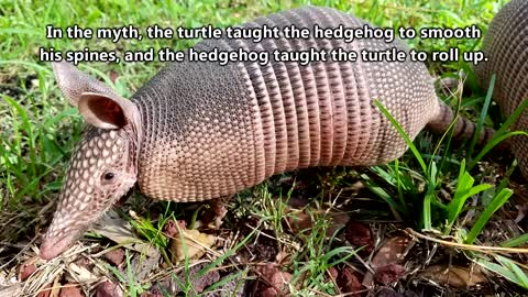 Armadillo facts : the mammal that rolls up into a ball