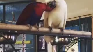 Eclectus adopts baby rescue cockatoo