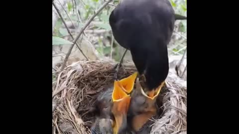 Wild birds feeding baby bird in the forest