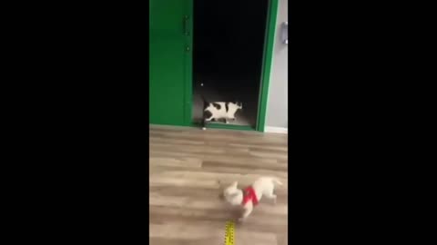 Cat VS Dog funny animal video