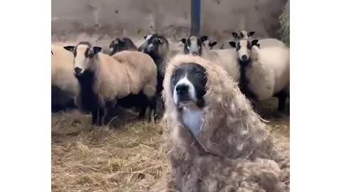 The look on the dog's face 😂😂😂 | the way they all look at the “other” sheep at the end