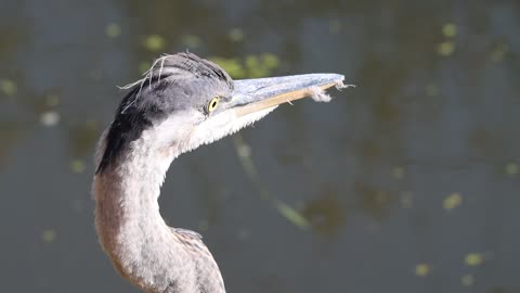 Morning Blue Heron