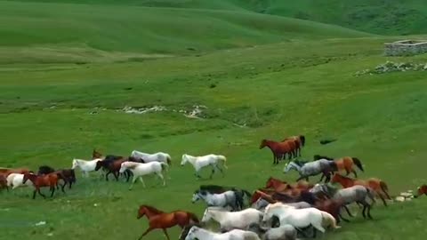 Horses heaven