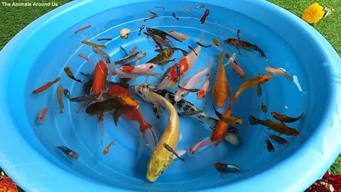 Betta Koi Pleco Snail Carp Fish Goldfish Angelfish Guppy Guppies Catfish animals Videos