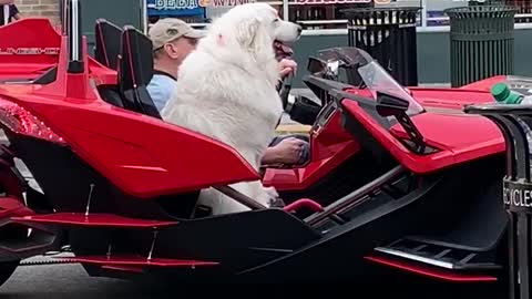 Totally Chill Dog Goes For A Ride In Exotic Super Car